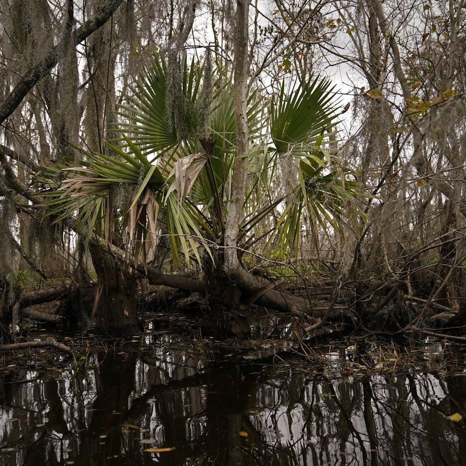 To save a dying swamp, Louisiana aims to restore the Mississippi River's natural flow